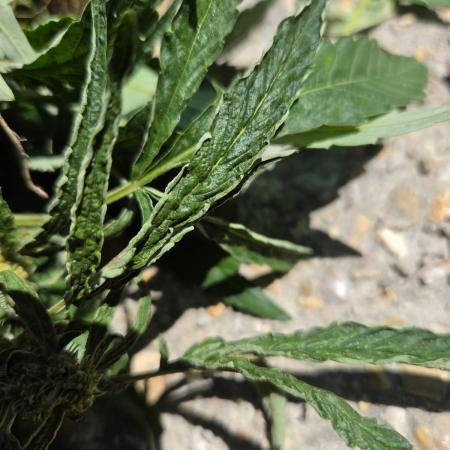 Z42#1 clone-Fastbuds