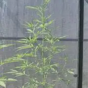 Banana Frost-Fastbuds