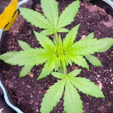 Lemon Cherry Cookies