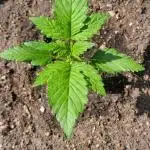 Strawberry Gorilla 🍓🌹