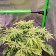 Z42 #2