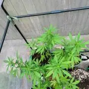 Chem Funk Clone