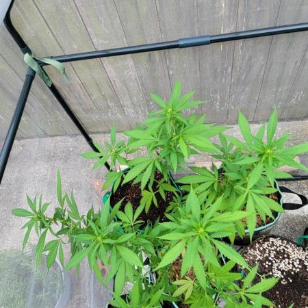 Chem Funk Clone