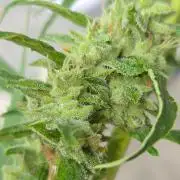 Banana Frost-Fastbuds