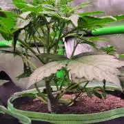 Strawberry Gorilla 🍓🌹