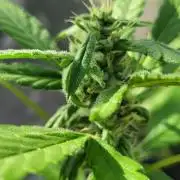 Lemon Cherry Sundae