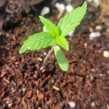 Lemon Cherry Sundae