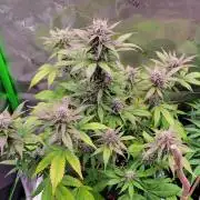 Lemon Cherry Cookies