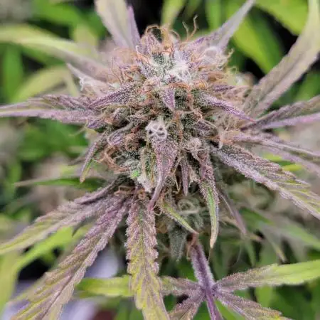 First full tent run two fast buds autos
