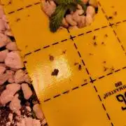 Grape Ape F1 Zamnesia