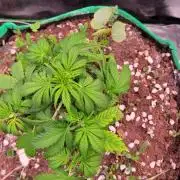 Banana Purple Punch RF3🍌👊