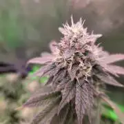 Zkittles X Chama!-Ethos
