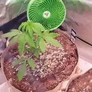 Sour G R1-Ethos