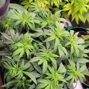 Purple Lemonade FF