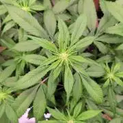 Lemon Cherry Cookies