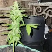 Lemon Cherry Sundae