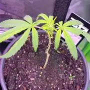 Z42#1 clone-Fastbuds