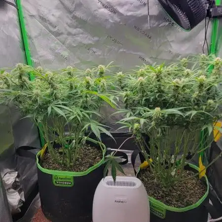 First full tent run two fast buds autos