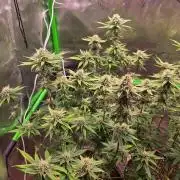 Sour G R1-Ethos