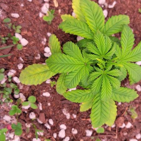 Banana Purple Punch RF3🍌👊