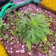 Grape Ape F1 Zamnesia