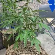 Z42#1 clone-Fastbuds