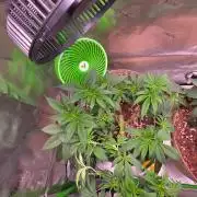 Sour G R1-Ethos