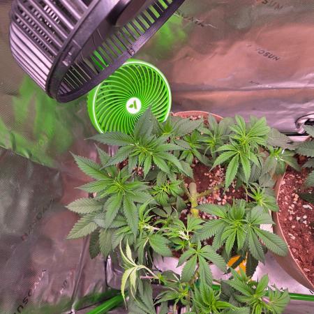 Sour G R1-Ethos