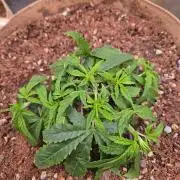 Gorilla Cookies FF-Fastbuds