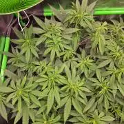 Sour G R1-Ethos