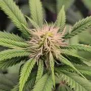 Sour G R1-Ethos
