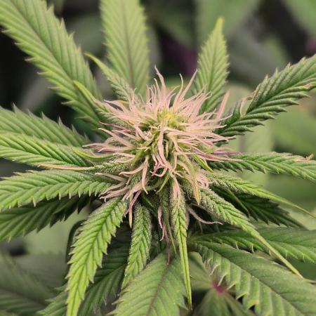 Sour G R1-Ethos
