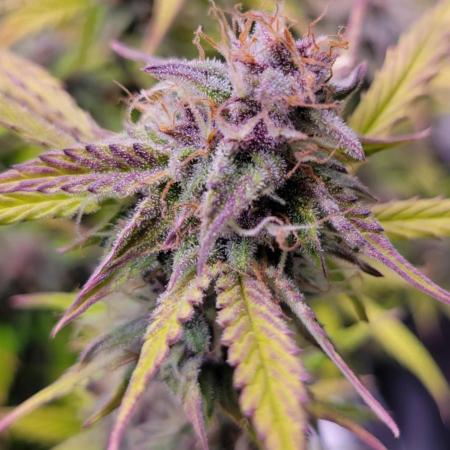 Gorilla Cookies