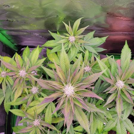 Lemon Cherry Cookies