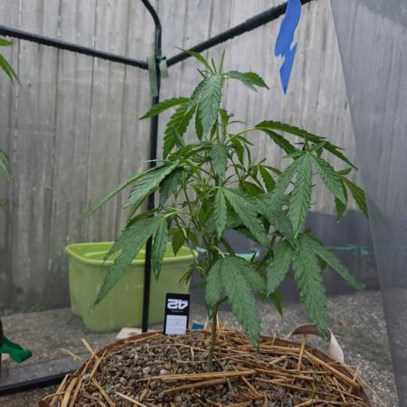 Z42#1 clone-Fastbuds