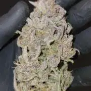 Lemon Cherry Cookies