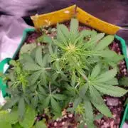 Grape Ape F1 Zamnesia