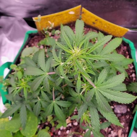 Grape Ape F1 Zamnesia