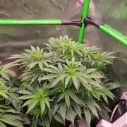 Zkittles X Chama!-Ethos