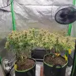 First full tent run two fast buds autos