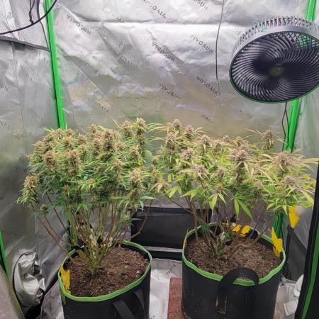 First full tent run two fast buds autos