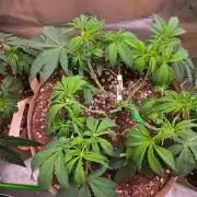 Gorilla Cookies FF-Fastbuds