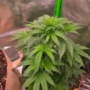 Zkittles X Chama!-Ethos