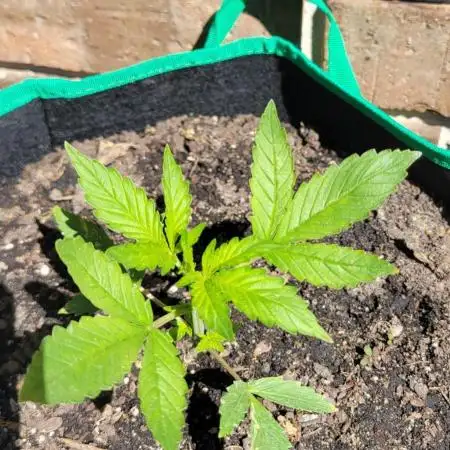 RF3 Strawberry Gorilla🍓