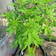 Chem Funk Clone