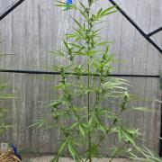 Banana Frost-Fastbuds