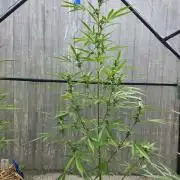 Banana Frost-Fastbuds