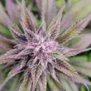 Lemon Cherry Cookies