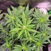 Banana Purple Punch RF3🍌👊