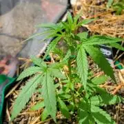 Banana Frost-Fastbuds